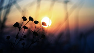 silhouette photo of flowers