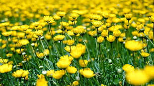 photography of yellow flowers