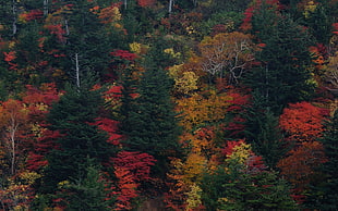 aerial photo of tall trees