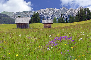 photo of two brown sheds on grass field with overlooking snowy mountain, prato