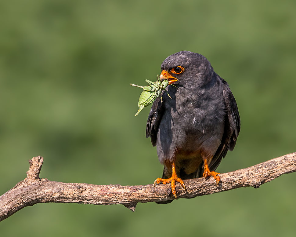 black bird on branch, red-footed falcon HD wallpaper