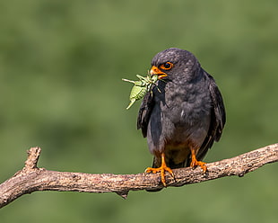 black bird on branch, red-footed falcon