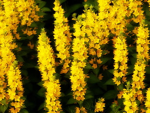 green and yellow leaf plant, yellow flowers, summer, flowers