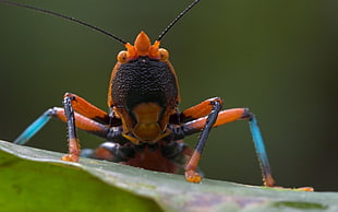 black and orange bug, nature, animals, closeup, insect HD wallpaper