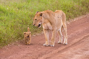 brown lioness, lion, animals, baby animals HD wallpaper