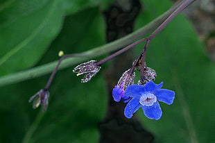 close up photography of blue 5-petaled flower, cynoglossum