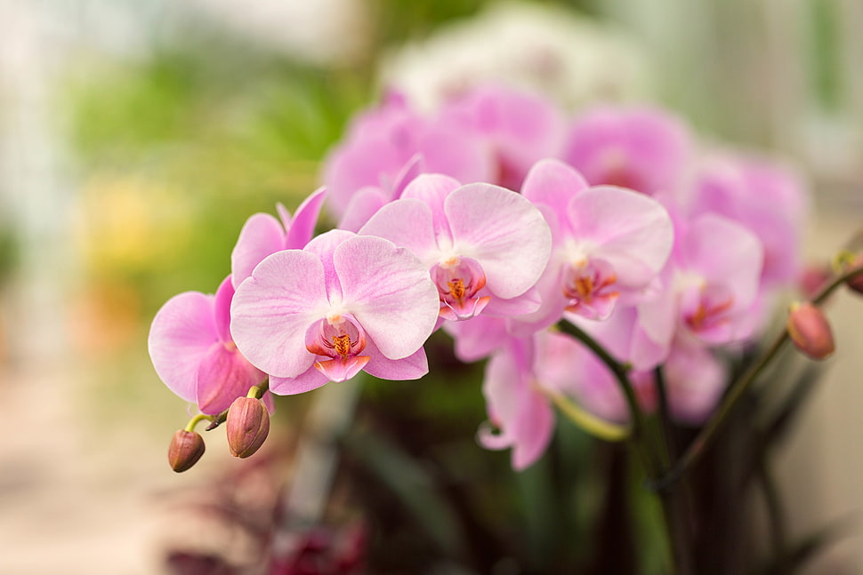 orchid flower in shallow focus photography, orchids HD wallpaper