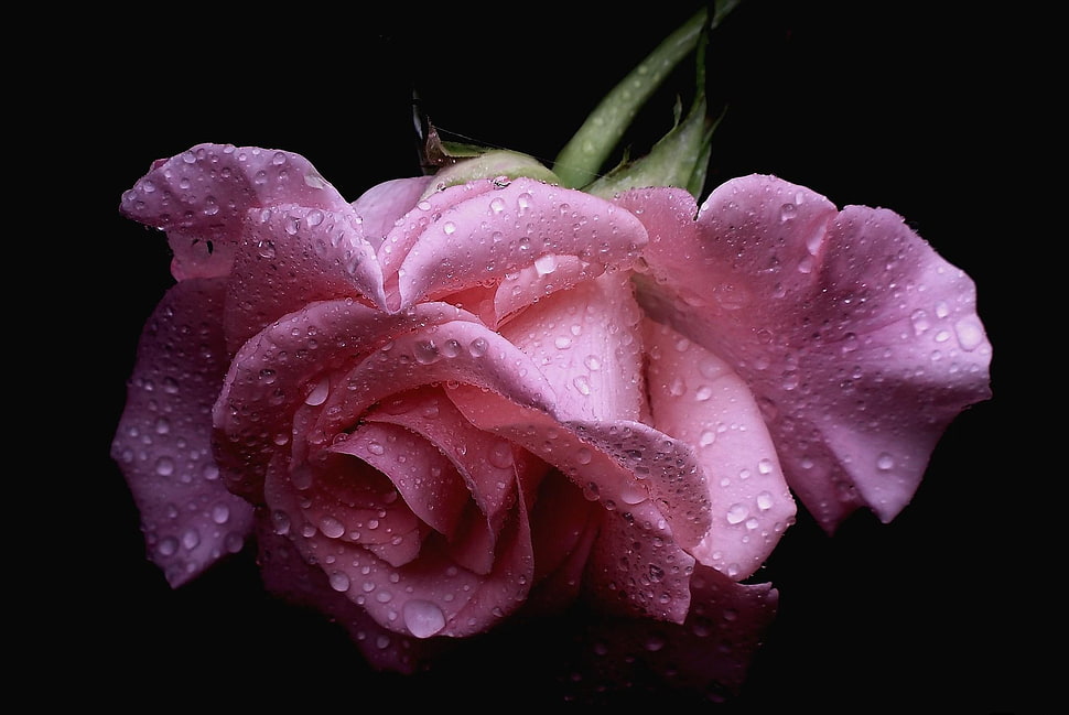 pink rose macro shot HD wallpaper