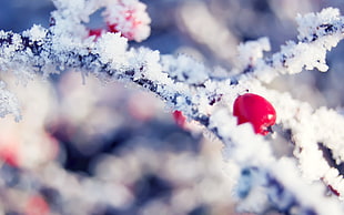 twigs covered with snow, macro, plants, snow HD wallpaper