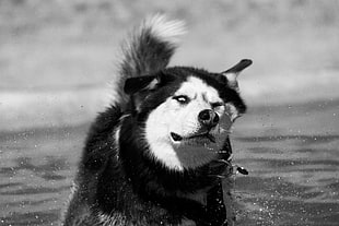 greyscale photo of a Siberian husky on body of water