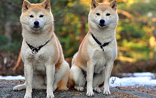 two adult dogs sitting on snowy field