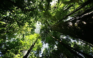 low angle photography of trees at daytime