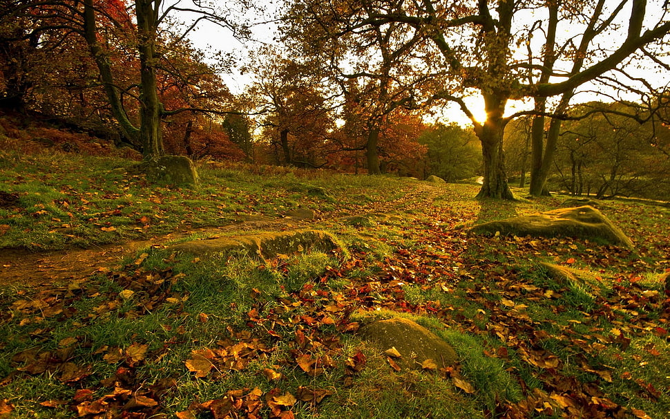 green tress HD wallpaper