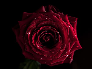 red rose photography HD wallpaper