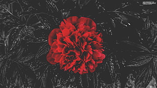 red flower, red flowers, nature, shadow, selective coloring