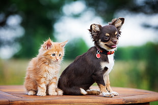 black and tan Chihuahua puppy beside the orange tabby kitten