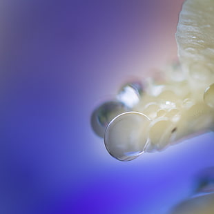 close-up photo of water drop HD wallpaper
