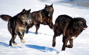 three brown wolves