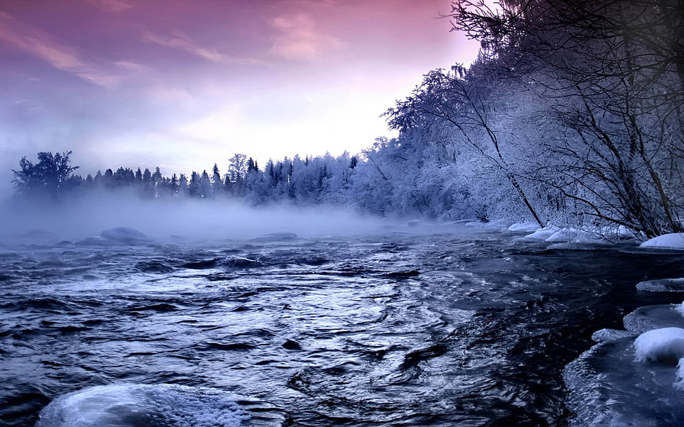lake surrounded with trees under pink sky photo HD wallpaper