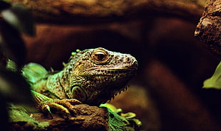 green iguana, Iguana, Lizard, Reptile