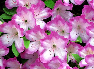purple-and-white flowers