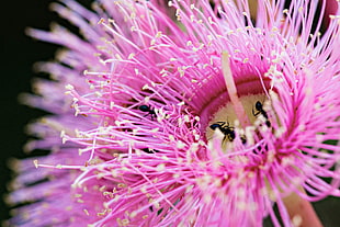 tilt shift lens photography of pink Pincushion flower