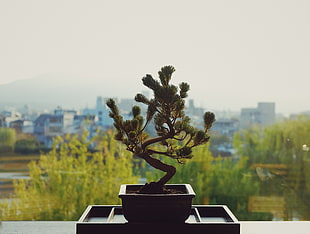 green bonsai tree, Bonsai, Flower pot, Flower