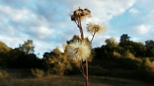 ], nature, forest, fall