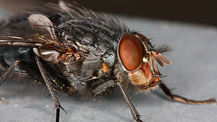 macro photography of housefly HD wallpaper