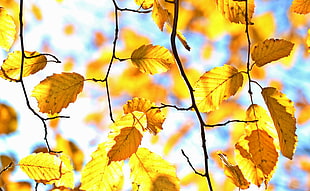shallow focus photography of dried leaves during daytime HD wallpaper