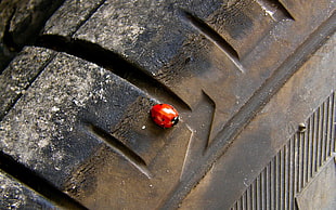 red and black ladybug, ladybugs, tires, insect HD wallpaper
