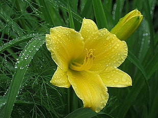 yellow 7-petal flower