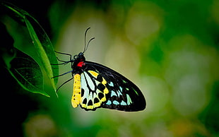 black and blue butterfly perching on green leaf in close-up photography