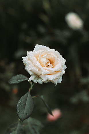 white rose, Rose, White, Drops