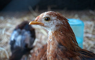 brown and white rooster's head