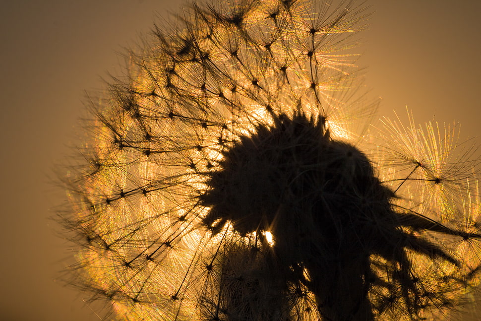 Dandelion on sunset HD wallpaper