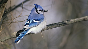 Blue Jay on branch