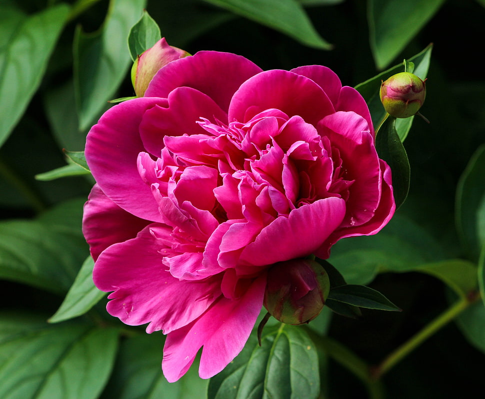 pink Peony closeup photography HD wallpaper