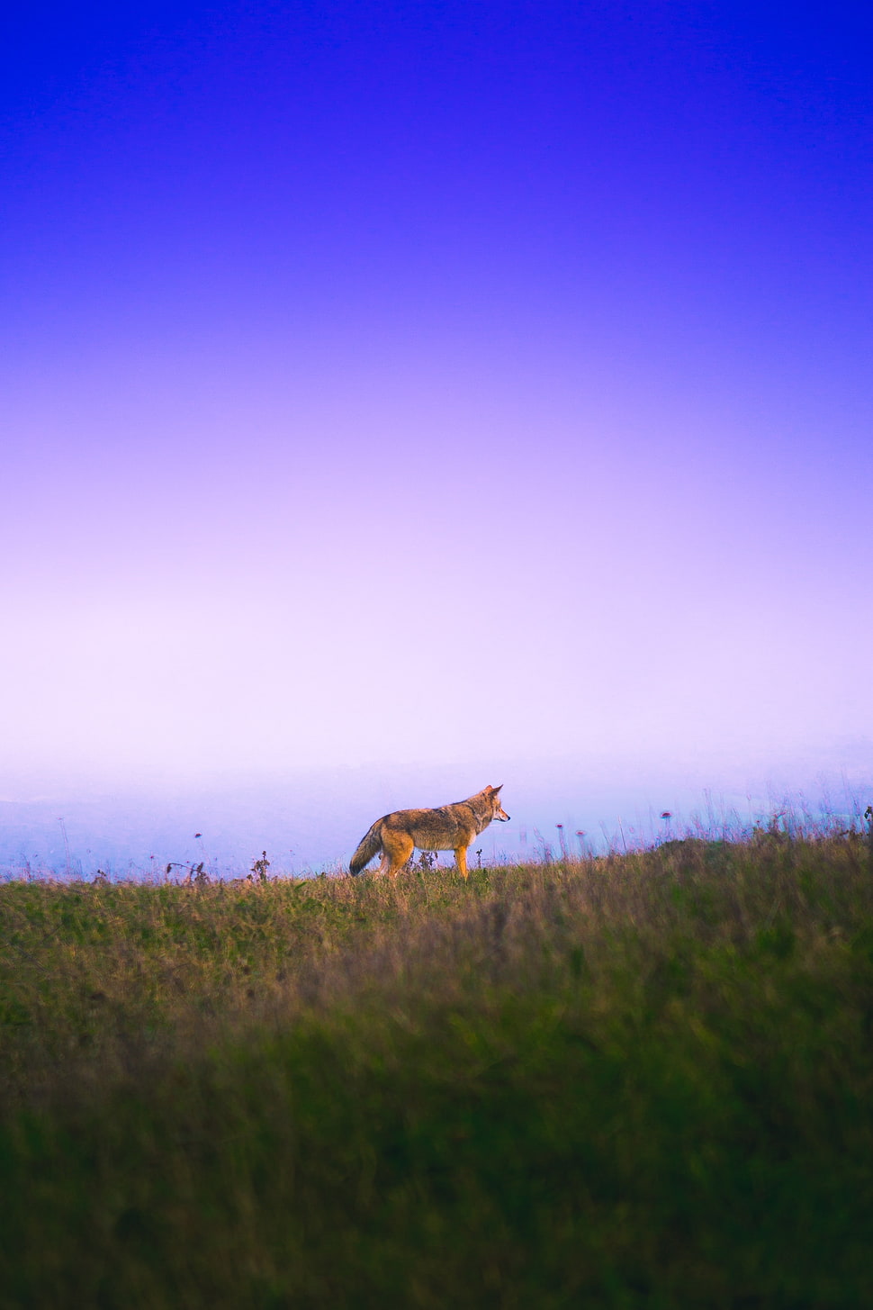 Fox,  Grass,  Sky,  Walk HD wallpaper