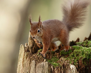brown squirrel on wood lug