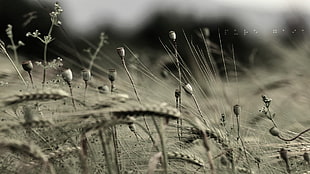 gray plain field, plants, wheat