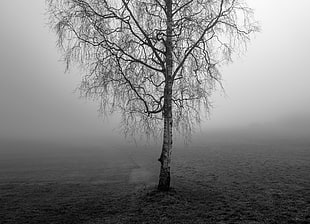 greyscale photo of bare tree