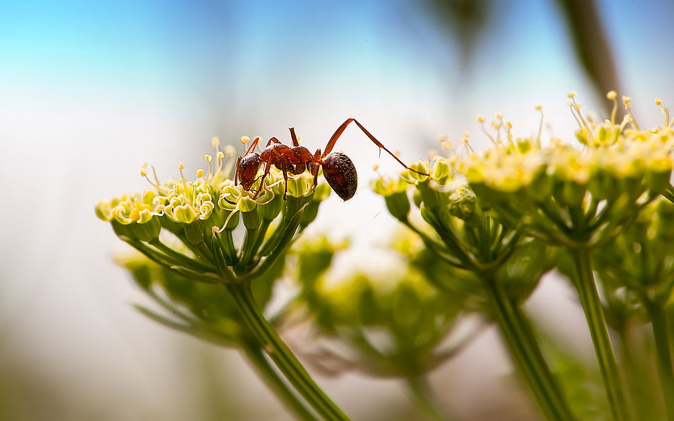 macro focus photo of Fire Ant on yellow-petaled flower HD wallpaper