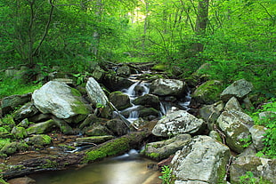 moss covered rocks on the river surrounded with trees during daytime HD wallpaper