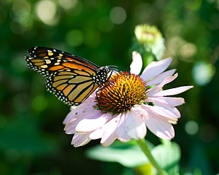 selective focus Monarch buttery on cone flower during daytime, butterfly