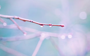 selective focus photography of water dew HD wallpaper