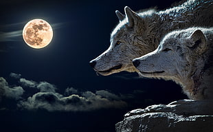 two wolves looking over cliff under full moon