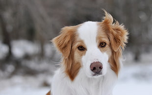 adult Brittany dog on focus photo
