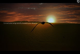 flying black bird screenshot, birds, flying, Fly, sunlight