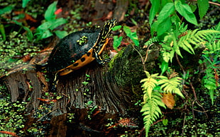 Turtle,  Grass,  Leaves,  Sith HD wallpaper